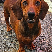 Vanille participe au concours pour gagner de l'argent avec cette photo : dog, dachshund, pet, animal, brown_fur, outdoor, gravel, cute, small_dog, portrait, looking_up, ears, snout, canine, fur_texture, friendly, eyes, standing, nature, companion