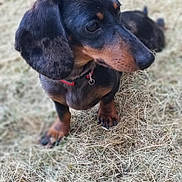 Tequila participe au concours pour gagner de l'argent avec cette photo : dachshund, dog, pet, outdoor, grass, animal, brown, black, ears, canine, collar, curious, portrait, nature, mammal, small_dog, fur, snout, whiskers, looking_away