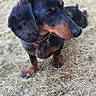dachshund, dog, pet, outdoor, grass, animal, brown, black, ears, canine, collar, curious, portrait, nature, mammal, small_dog, fur, snout, whiskers, looking_away