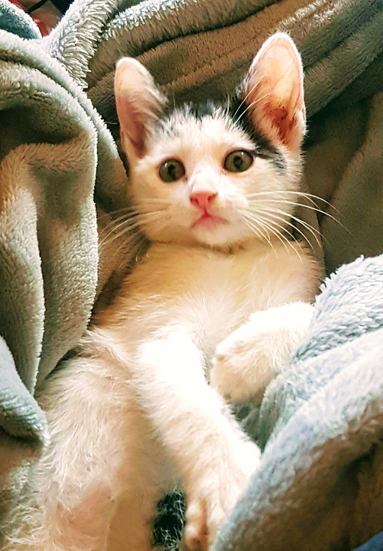 Triskel participe au concours pour gagner de l'argent avec cette photo : aegean_cat, american_wirehair, arabian_mau, asian, carnivore, cat, domestic_short_haired_cat, fawn, felidae, german_rex, kitten, mammal, ojos_azules, polydactyl_cat, small_to_medium_sized_cats, snout, turkish_angora, turkish_van, vertebrate, whiskers