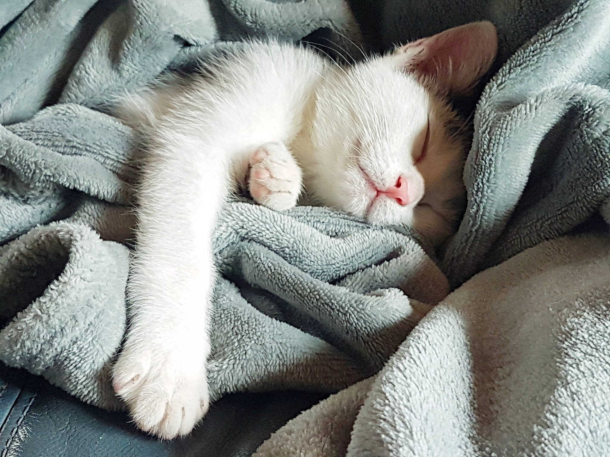 Triskel a rejoint le concours — aidez-le/la à gagner de superbes lots ! asian, burmilla, carnivore, cat, claw, colorpoint_shorthair, domestic_short_haired_cat, felidae, fur, khao_manee, kitten, mammal, nap, paw, polydactyl_cat, sleep, small_to_medium_sized_cats, snout, turkish_van, whiskers