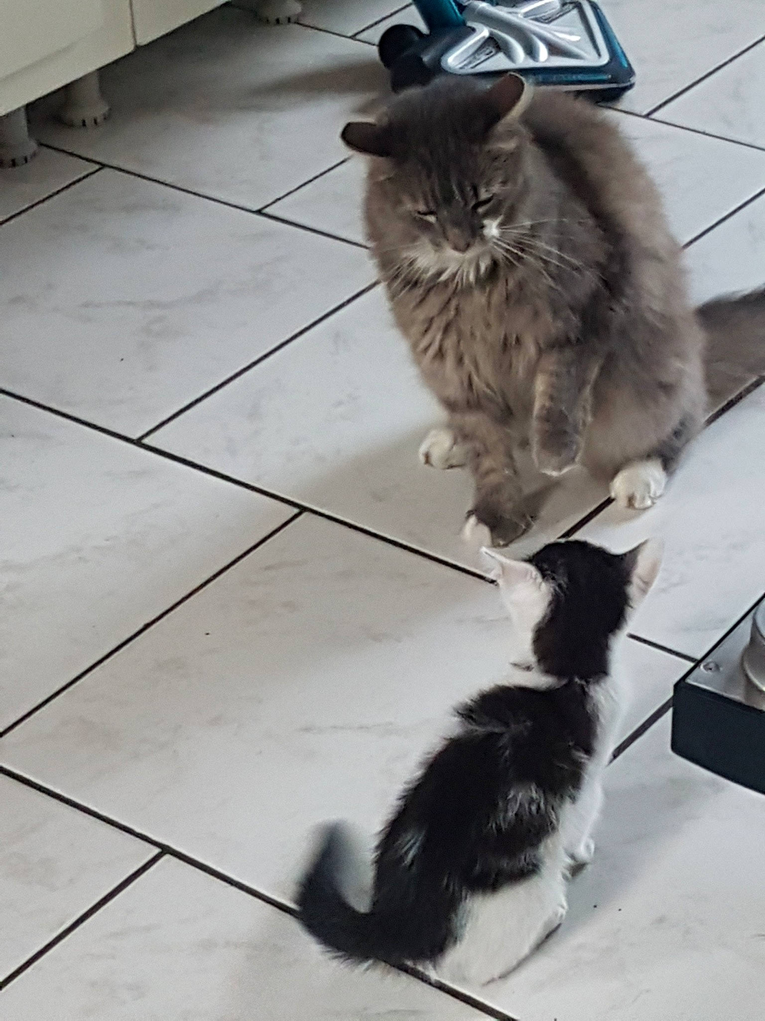 Triskel participe au concours pour gagner de l'argent avec cette photo : asian_semi_longhair, black_and_white, carnivore, cat, cymric, domestic_long_haired_cat, european_shorthair, felidae, floor, fur, kitten, mammal, norwegian_forest_cat, persian, polydactyl_cat, ragamuffin, siberian, small_to_medium_sized_cats, tail, whiskers