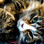 Artémis a rejoint le concours — aidez-le/la à gagner de superbes lots ! cat, tabby, close_up, whiskers, green_eyes, fur, paws, pet, animal, cute, sleeping, relaxed, feline, domestic_cat, soft_lighting, portrait, indoor, mammal, cozy, closeup