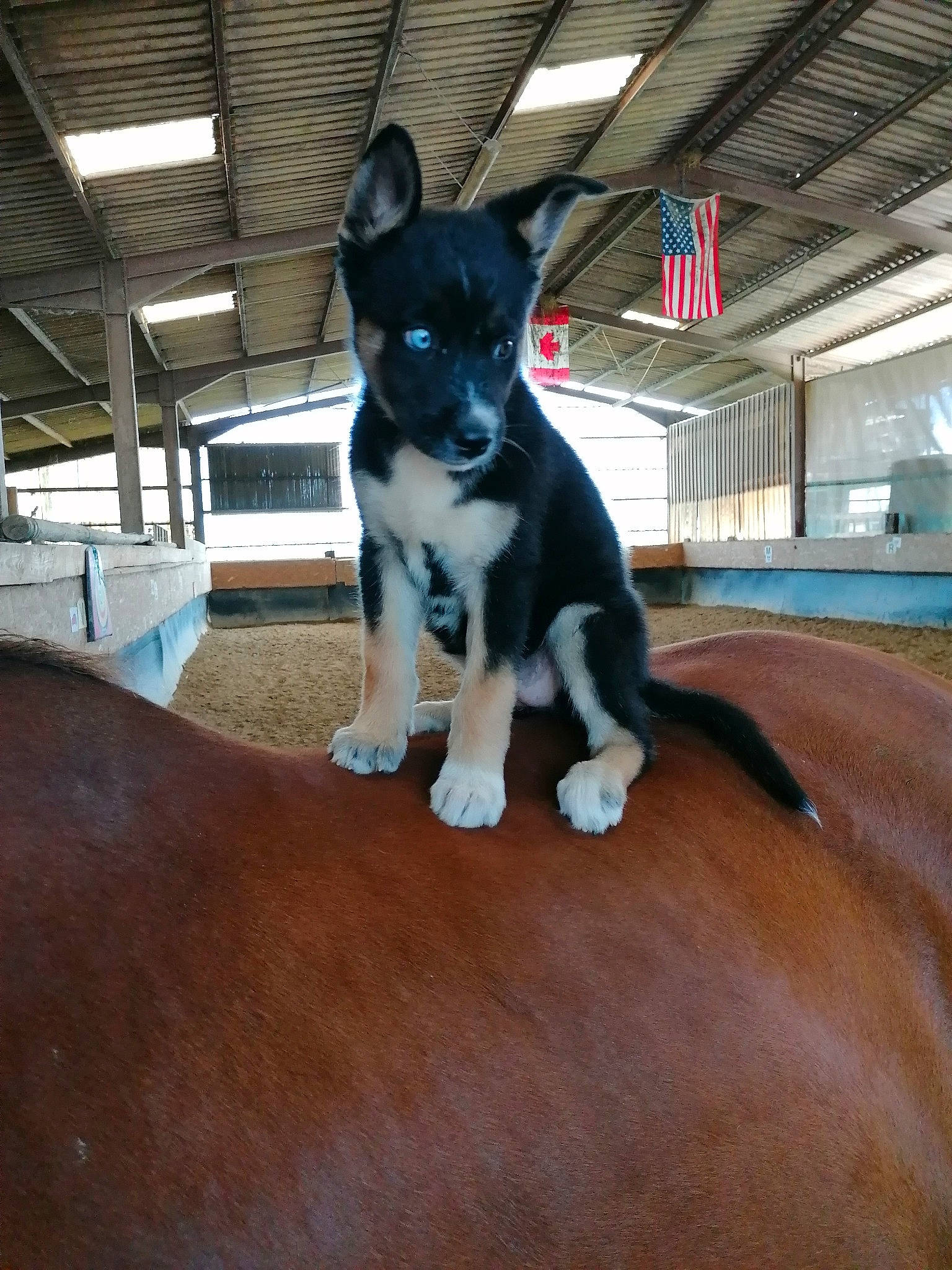 Ava a rejoint le concours — aidez-le/la à gagner de superbes lots ! carnivore, collar, comfort, companion_dog, dog, dog_breed, dog_collar, ear, fawn, felidae, flooring, fur, hardwood, mammal, pet_supply, snout, tail, whiskers, wood, working_animal