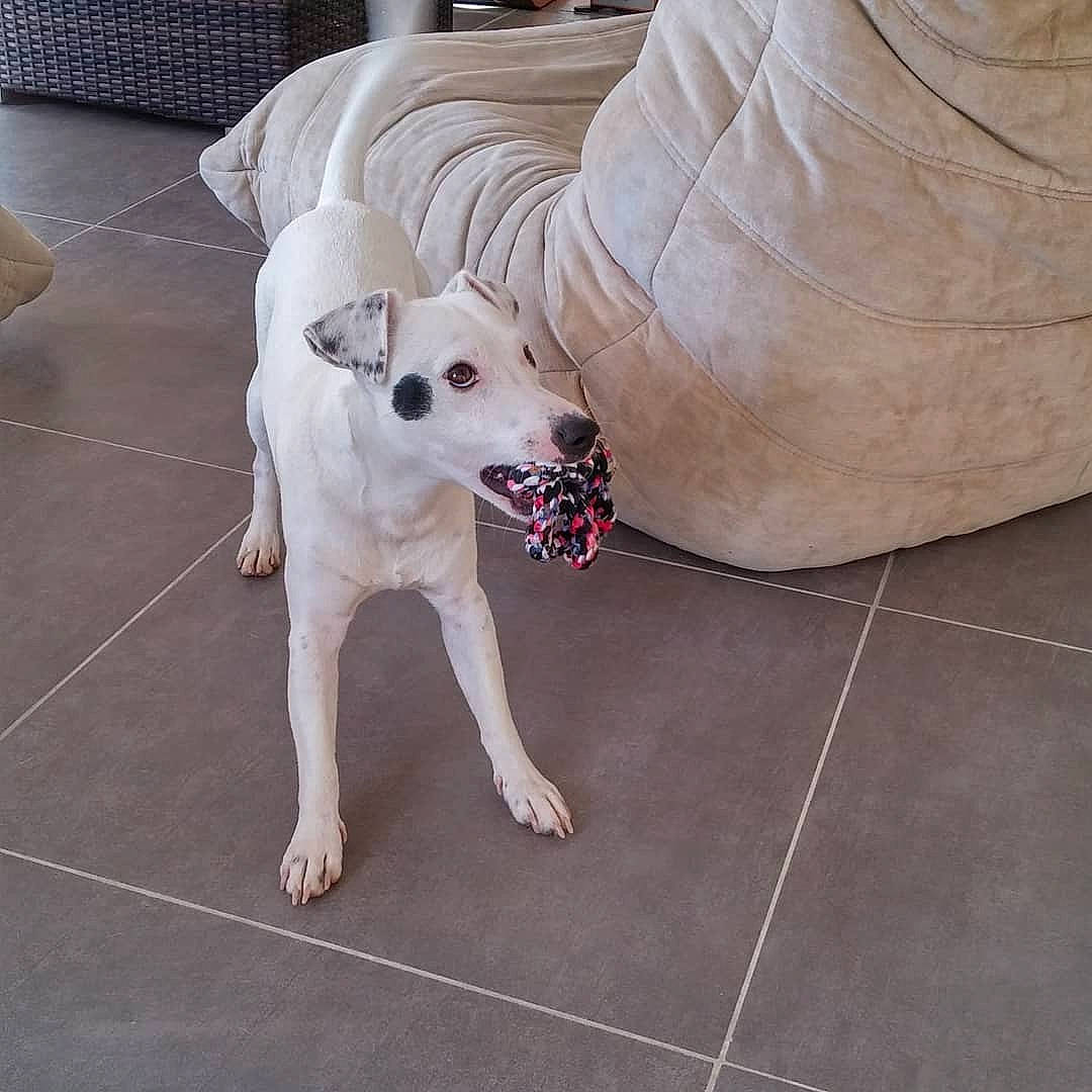 Jango participe au concours pour gagner de l'argent avec cette photo : canidae, carnivore, chair, collar, comfort, companion_dog, couch, dog, dog_breed, dog_supply, fawn, floor, flooring, pet_supply, snout, sporting_group, tail, tile_flooring, wood, working_animal