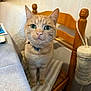 animal, cat, closeup, collar, cozy, curious, cute, domestic_animal, feline, furniture, green_eyes, home, indoor, looking_up, orange_tabby, pet, striped_cushion, table, whiskers, wooden_chair