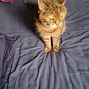 Janice participe au concours pour gagner de l'argent avec cette photo : animal, bed, bedspread, cat, cozy, domestic, feline, fur, gray, indoor, light, pet, pillow, purple, resting, shadow, sleepy, tabby_cat, teal, whiskers