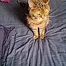 animal, bed, bedspread, cat, cozy, domestic, feline, fur, gray, indoor, light, pet, pillow, purple, resting, shadow, sleepy, tabby_cat, teal, whiskers