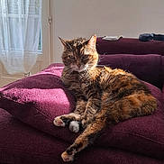 Janice a rejoint le concours — aidez-le/la à gagner de superbes lots ! cat, tabby_cat, couch, purple_couch, indoor, sunlight, window, curtain, relaxed, pet, feline, fur, resting, living_room, cozy, home, animal, domestic_cat, sleepy, soft_texture