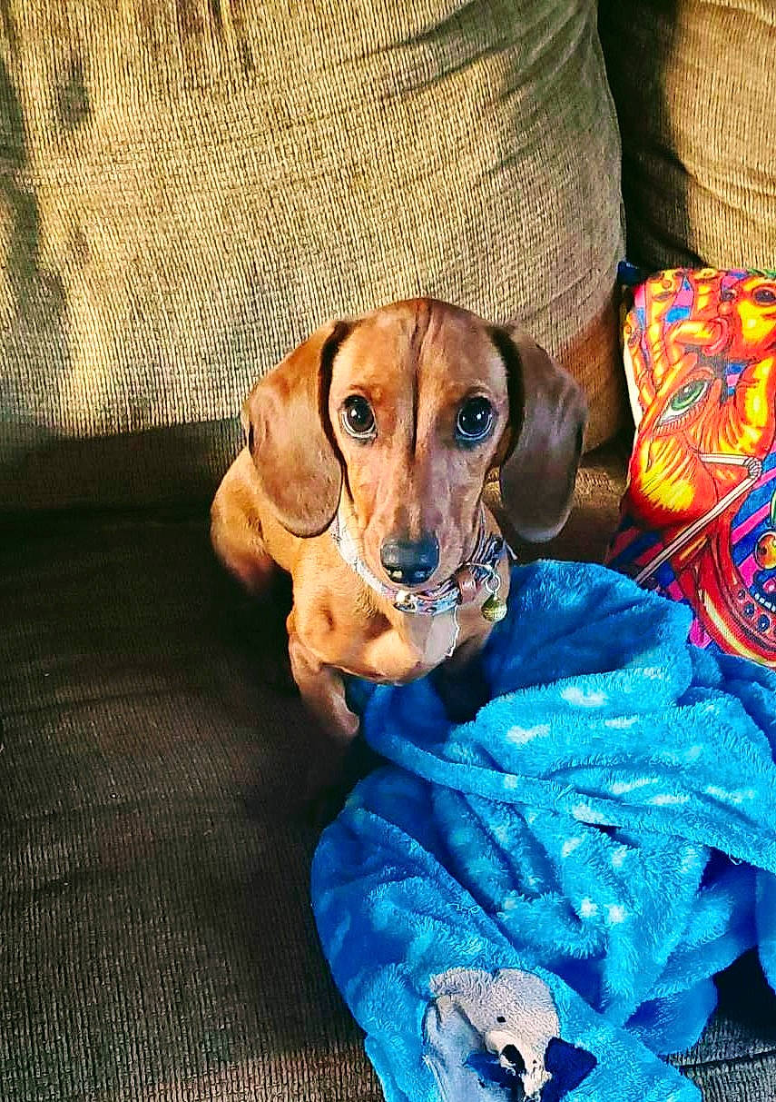 Atreyu joined the competition — help win amazing prizes! canidae, carnivore, companion_dog, dog, dog_breed, dog_clothes, dog_supply, electric_blue, fawn, hound, hunting_dog, liver, pet_supply, puppy, scent_hound, snout, sporting_group, working_animal