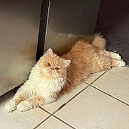 Charlie joined the competition — help win amazing prizes! animal, appliance, cat, close_up, cream_color, curious, domestic_cat, ears, feline, fluffy, indoor, laying_down, long_fur, pet, relaxed, stainless_steel, tail, tile_floor, whiskers, white_paws