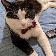 Oreo is registered to the contest to win money with this photo: cat, black_and_white, bow_tie, pet, animal, feline, green_eyes, whiskers, soft_blanket, remote_control, indoor, cute, lying_down, close_up, domestic_animal, fur, pink_nose, relaxed, front_paws, portrait