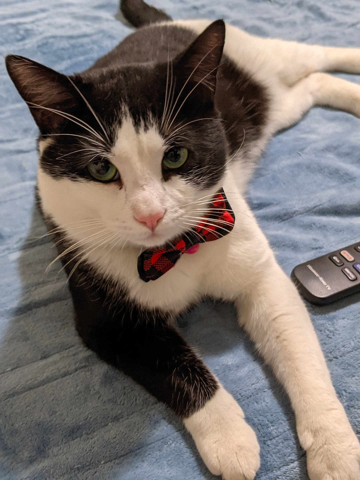 Oreo is registered to the contest to win money with this photo: cat, black_and_white, bow_tie, pet, animal, feline, green_eyes, whiskers, soft_blanket, remote_control, indoor, cute, lying_down, close_up, domestic_animal, fur, pink_nose, relaxed, front_paws, portrait