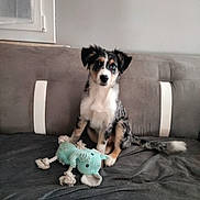Birdy a rejoint le concours — aidez-le/la à gagner de superbes lots ! puppy, dog, pet, canine, sitting, portrait, tricolor, fluffy, black_white_brown, ears, eyes, nose, tail, stuffed_toy, alligator_toy, couch, blanket, indoor, living_room, window