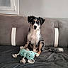 puppy, dog, pet, canine, sitting, portrait, tricolor, fluffy, black_white_brown, ears, eyes, nose, tail, stuffed_toy, alligator_toy, couch, blanket, indoor, living_room, window