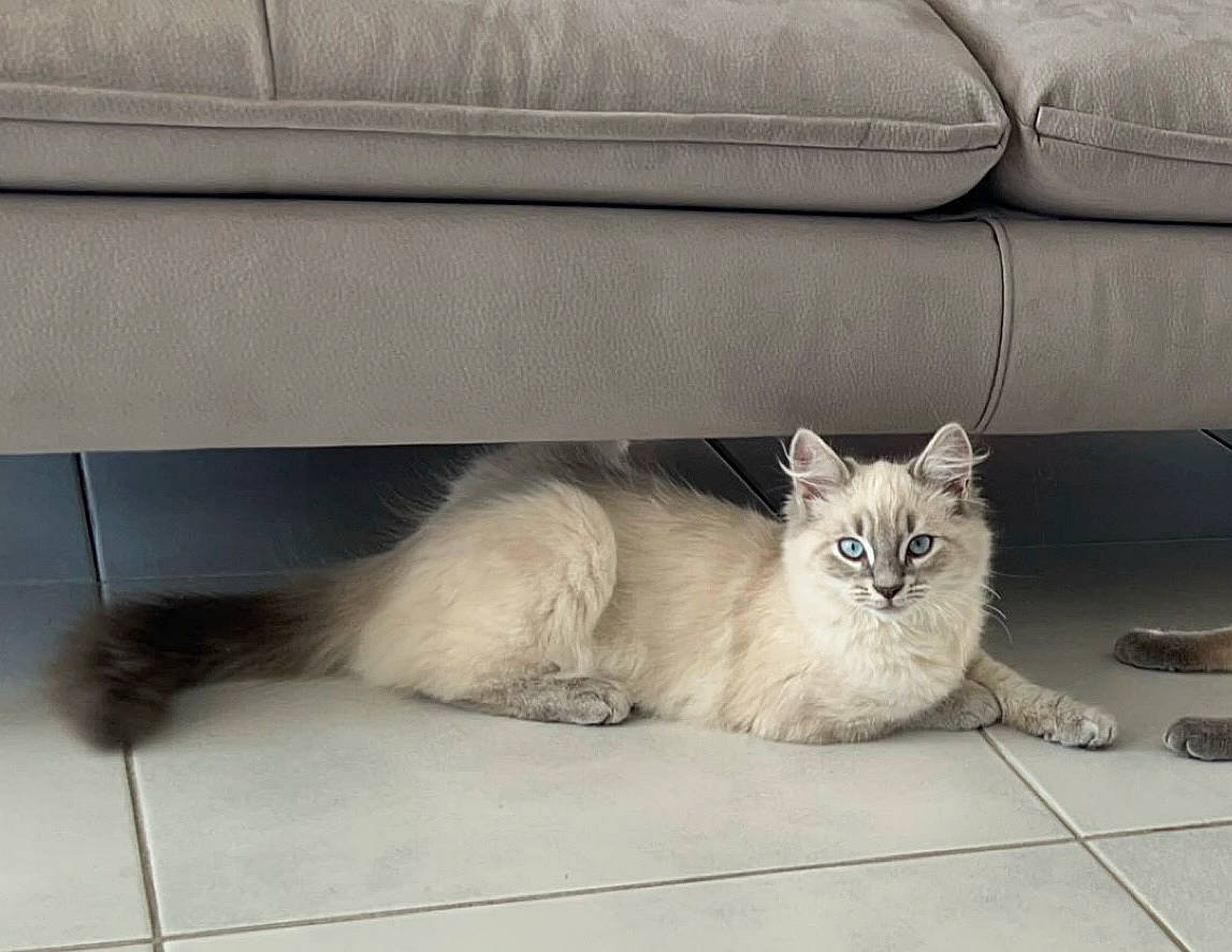 Saphir a rejoint le concours — aidez-le/la à gagner de superbes lots ! carnivore, cat, claw, comfort, couch, domestic_short_haired_cat, door, fawn, felidae, flooring, fur, grey, paw, road_surface, sitting, small_to_medium_sized_cats, snout, tail, terrestrial_animal, whiskers