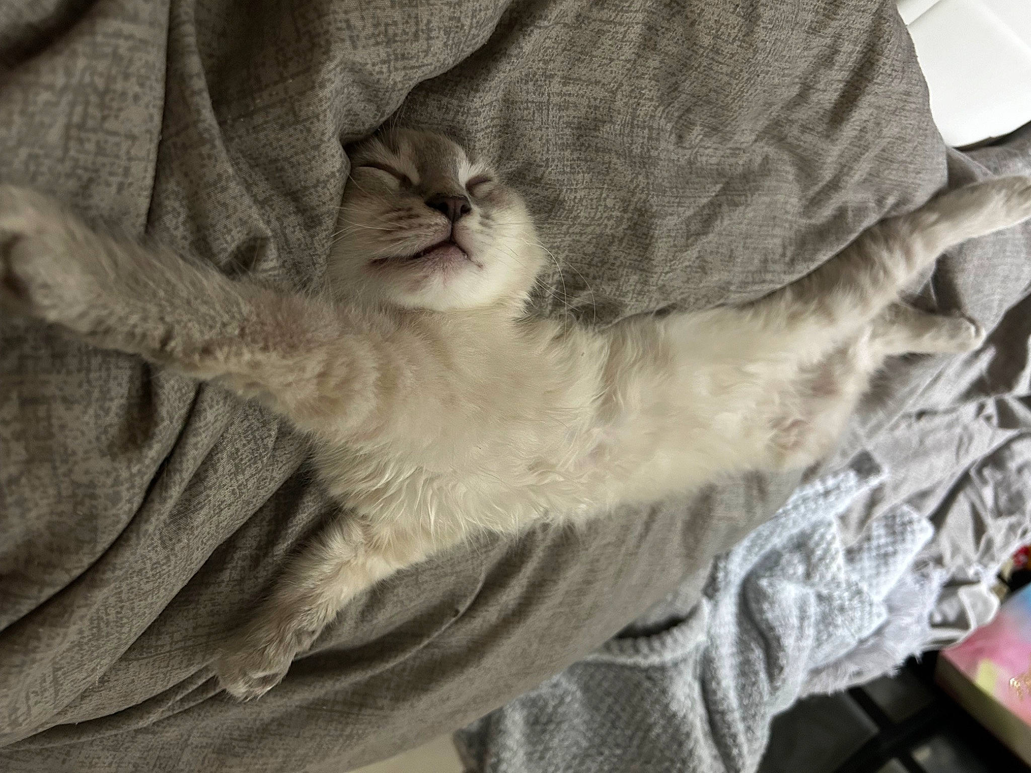 Saphir a rejoint le concours — aidez-le/la à gagner de superbes lots ! carnivore, cat, claw, comfort, domestic_short_haired_cat, felidae, fur, gesture, grey, linens, nap, paw, sleep, small_to_medium_sized_cats, snout, tail, textile, whiskers, wood, wrinkle