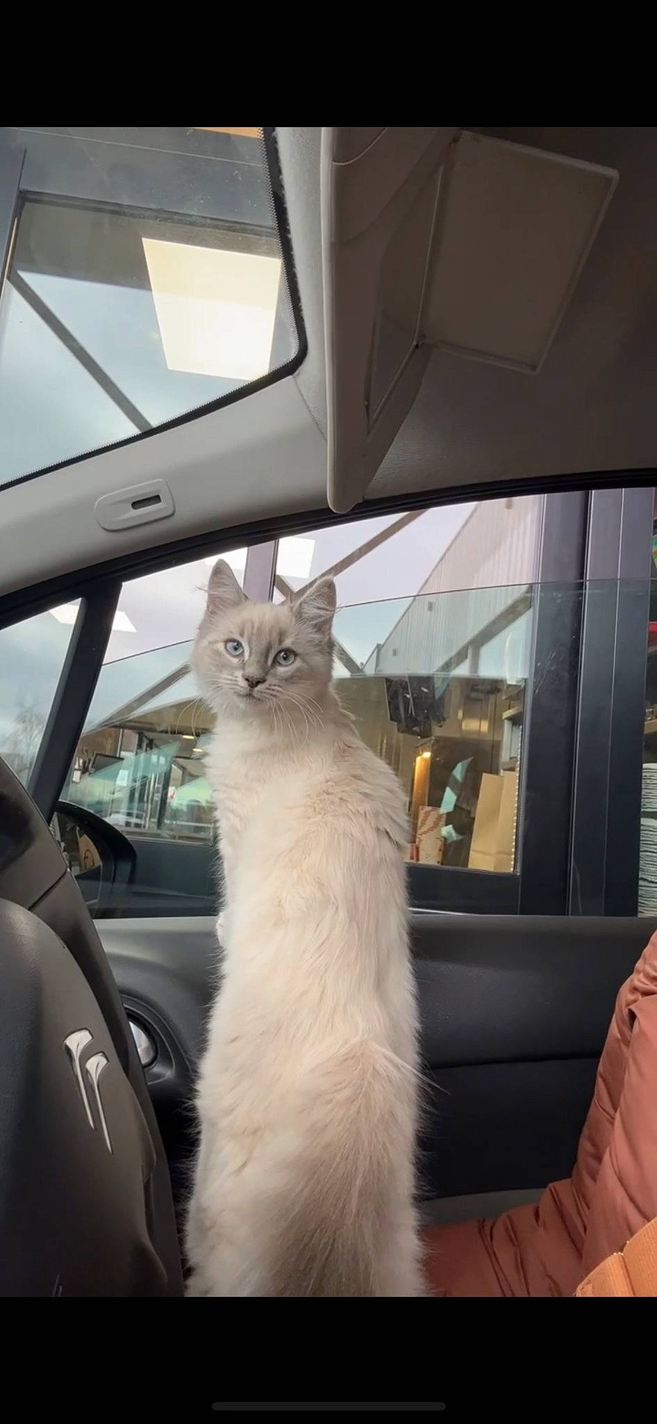 Saphir a rejoint le concours — aidez-le/la à gagner de superbes lots ! automotive_design, automotive_exterior, automotive_lighting, automotive_mirror, automotive_window_part, carnivore, cat, felidae, glass, motor_vehicle, rear_view_mirror, small_to_medium_sized_cats, snout, tints_and_shades, vehicle, vehicle_door, whiskers, window, windscreen_wiper, windshield