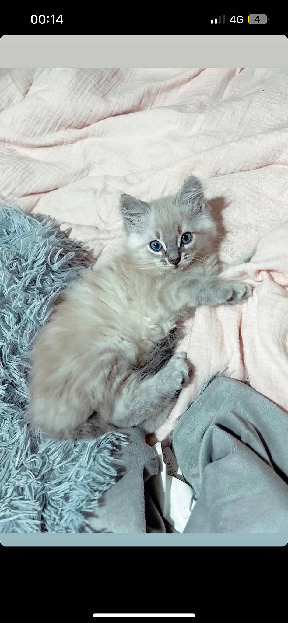 Saphir a rejoint le concours — aidez-le/la à gagner de superbes lots ! british_longhair, carnivore, cat, claw, comfort, electric_blue, eye, fawn, felidae, fur, grey, paw, plant, small_to_medium_sized_cats, snout, tail, whiskers