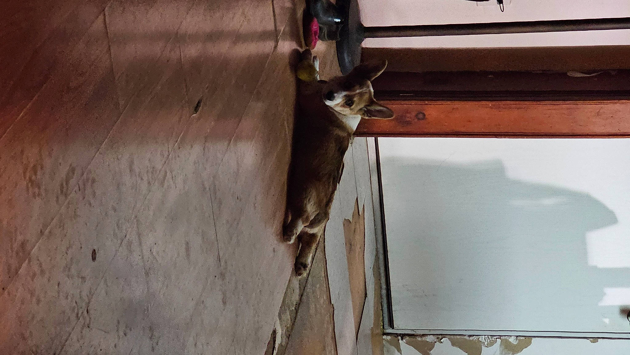 Beans joined the competition — help win amazing prizes! carnivore, cat, domestic_short_haired_cat, door, electrical_wiring, felidae, flooring, fur, hardwood, home_door, plywood, sash_window, shadow, small_to_medium_sized_cats, tail, whiskers, wildlife, window, wood, wood_stain