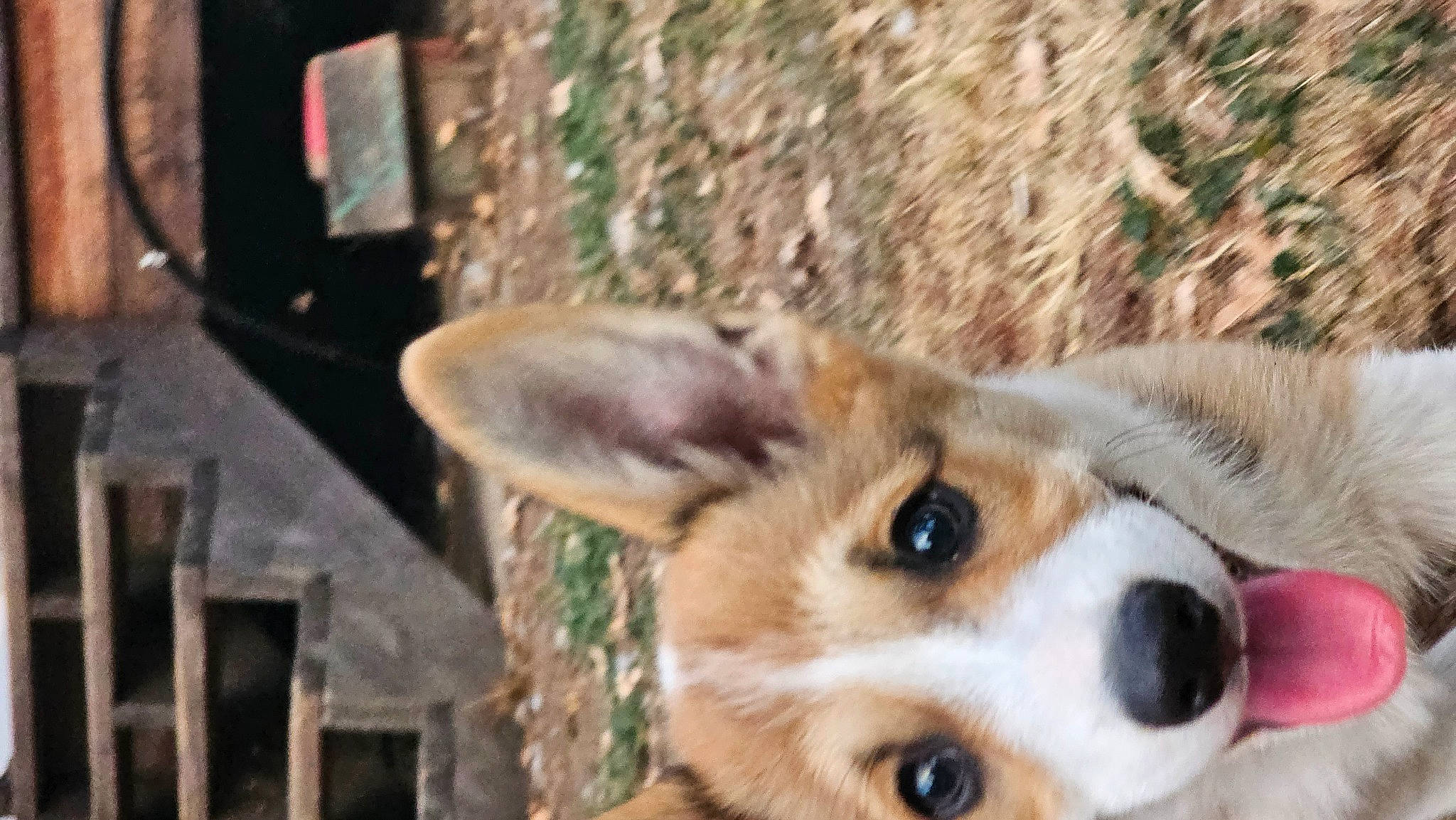 Beans joined the competition — help win amazing prizes! ancient_dog_breeds, canidae, cardigan_welsh_corgi, carnivore, companion_dog, dog, dog_breed, fur, herding_dog, paw, sporting_group, terrestrial_animal, welsh_corgi, whiskers, working_animal, working_dog