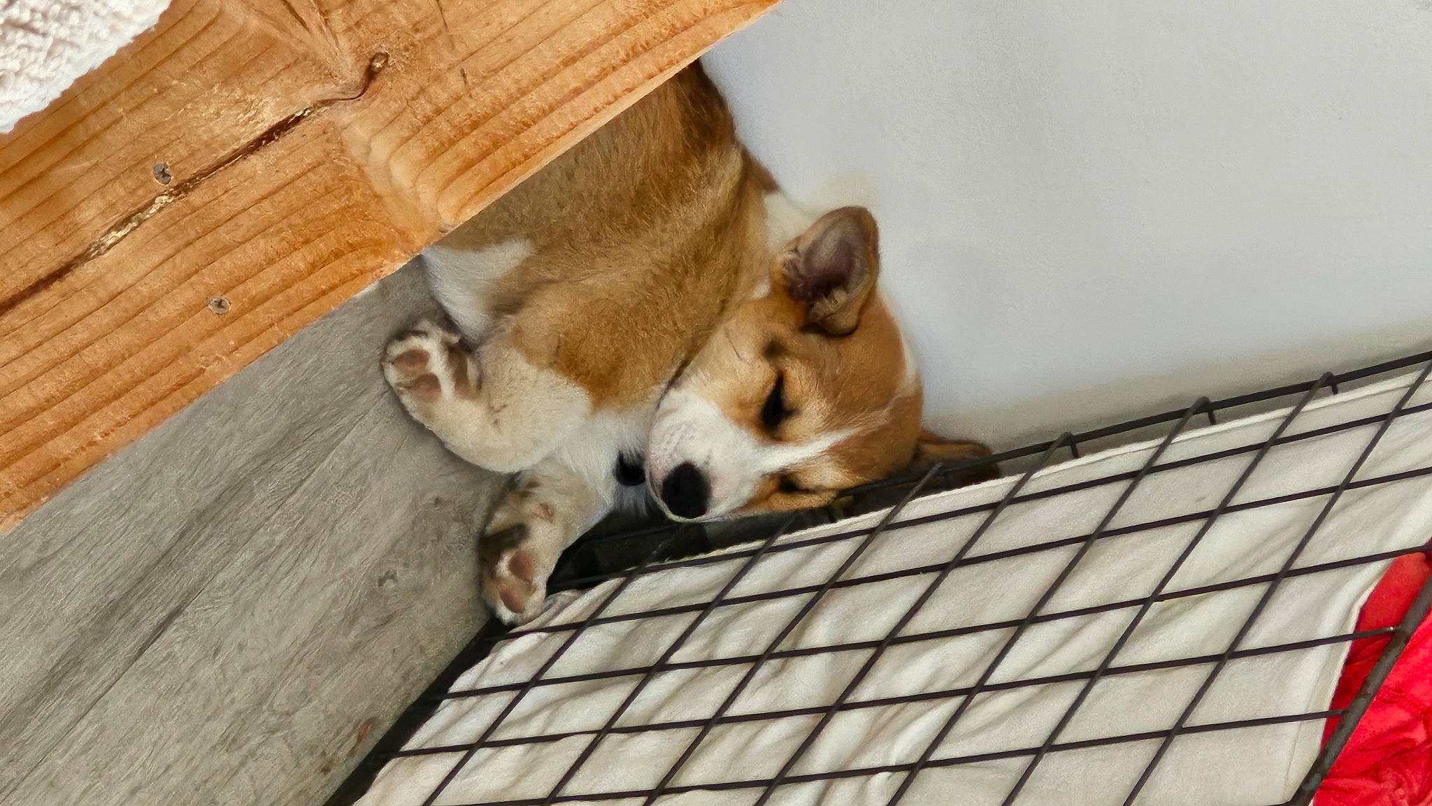 Beans is registered to the contest to win money with this photo: cardigan_welsh_corgi, carnivore, collar, comfort, companion_dog, dog, dog_breed, dog_supply, fawn, flooring, hardwood, herding_dog, plank, sporting_group, tail, terrestrial_animal, watch, wood, wood_stain, working_animal