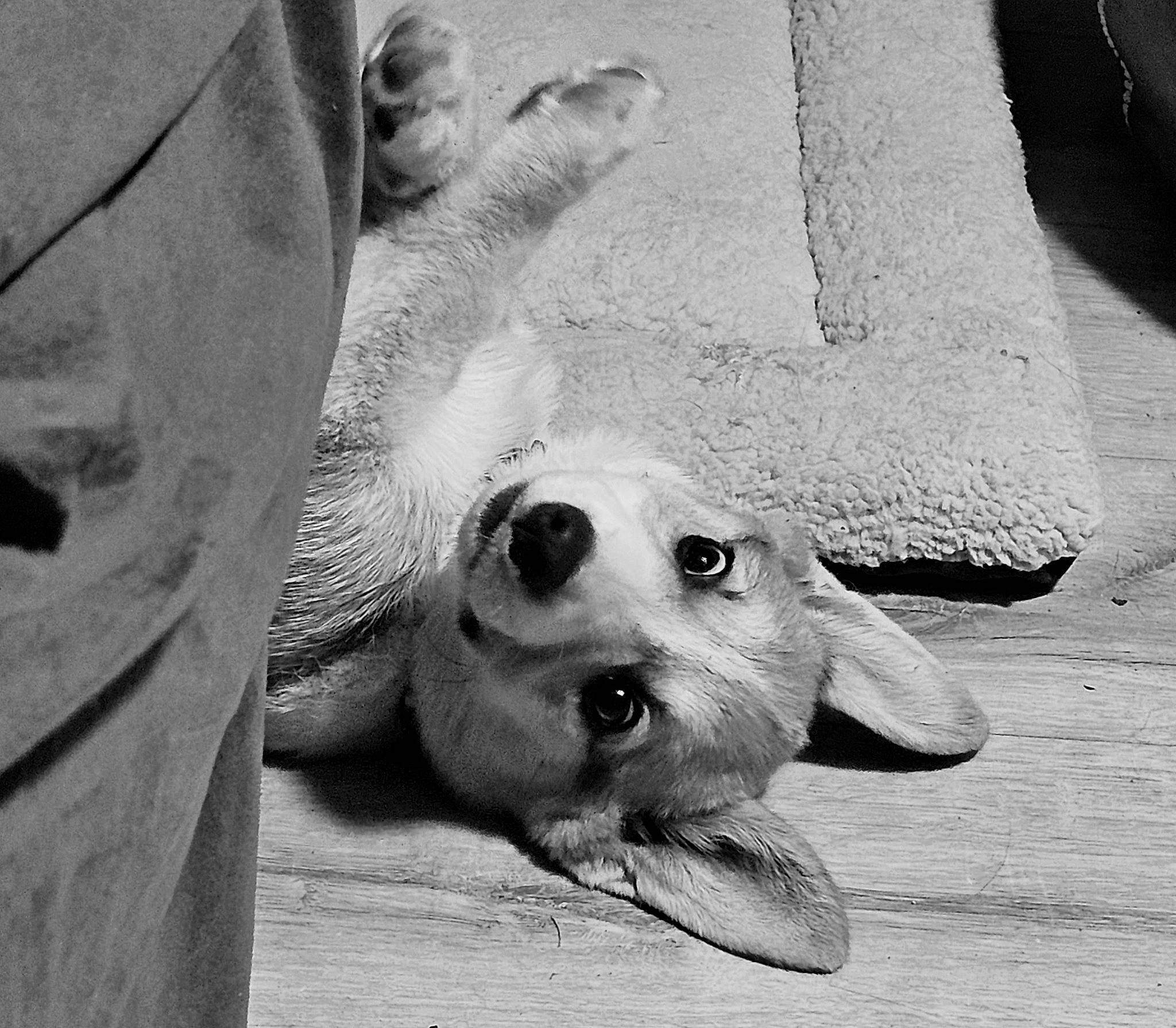 Beans joined the competition — help win amazing prizes! black_and_white, canidae, carnivore, companion_dog, dog, dog_breed, fawn, foot, fur, gesture, grey, monochrome, monochrome_photography, paw, snout, sporting_group, street_dog, style, whiskers, white