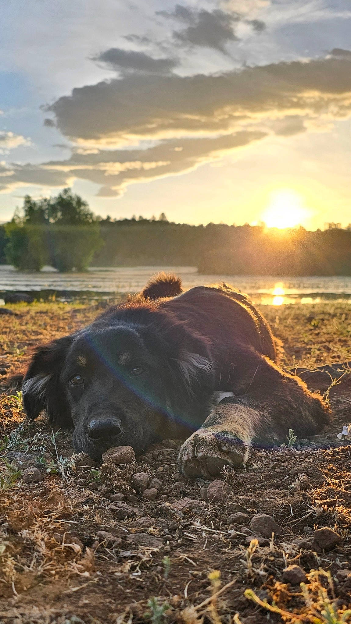Koda joined the competition — help win amazing prizes! afterglow, body_of_water, cloud, dog, dog_breed, dusk, grass, horizon, landscape, light, natural_landscape, plant, rural_area, sky, sunlight, sunrise, tree, water, wood, working_animal