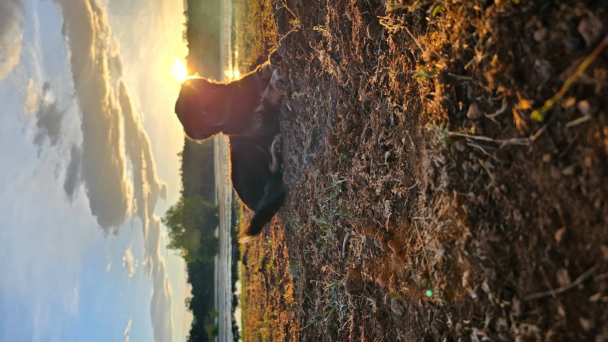 Koda joined the competition — help win amazing prizes! backlighting, cloud, fun, geological_phenomenon, heat, landscape, leaf, lens_flare, morning, plant, reflection, sky, sunlight, tints_and_shades, tree, trunk, wall, water, wood, woody_plant