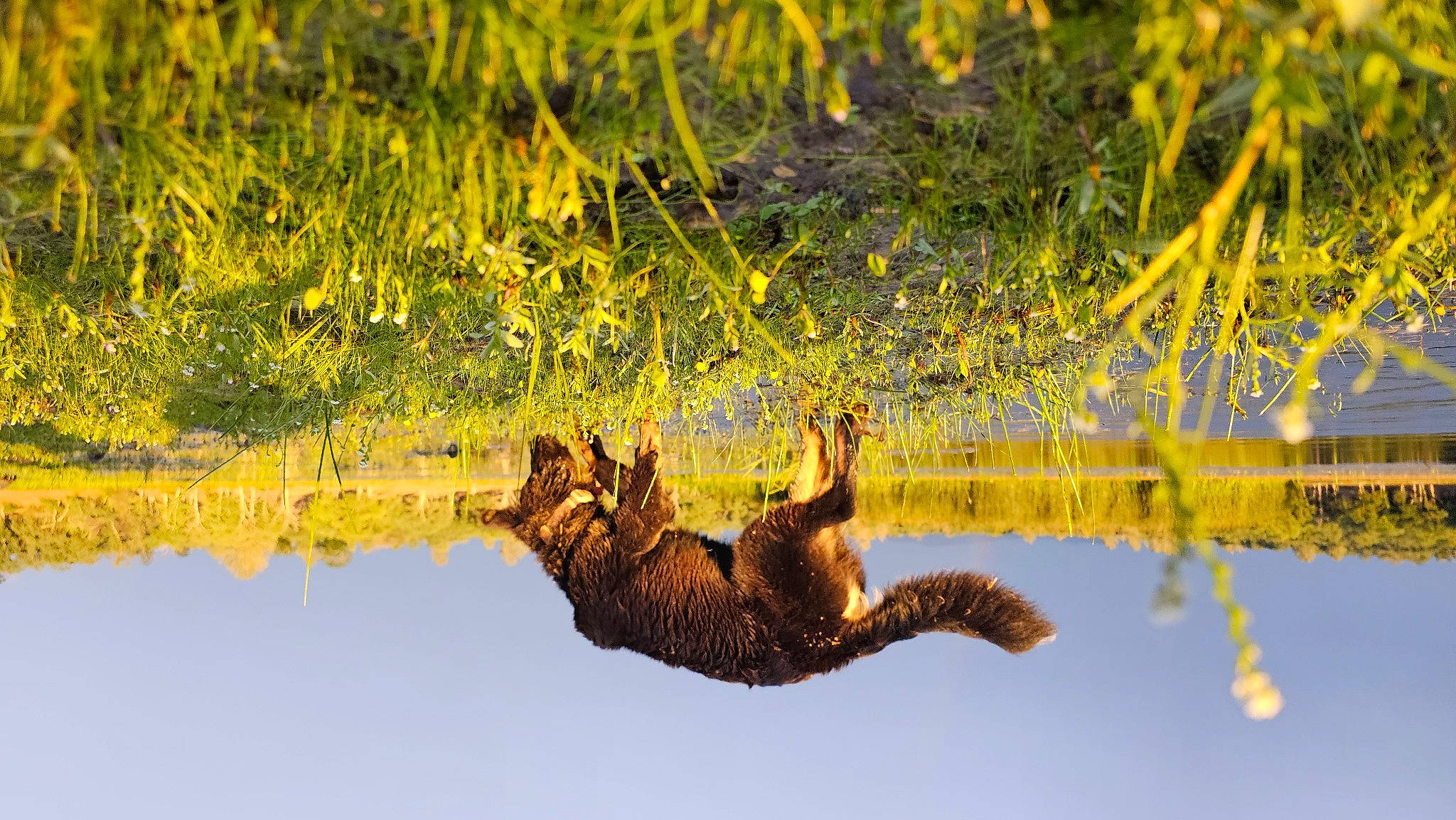 Koda is registered to the contest to win money with this photo: canidae, carnivore, fawn, felidae, grass, natural_landscape, nature_reserve, plant, reflection, small_to_medium_sized_cats, sporting_group, tail, terrestrial_animal, tree, trunk, twig, water, wetland, wildlife, wood