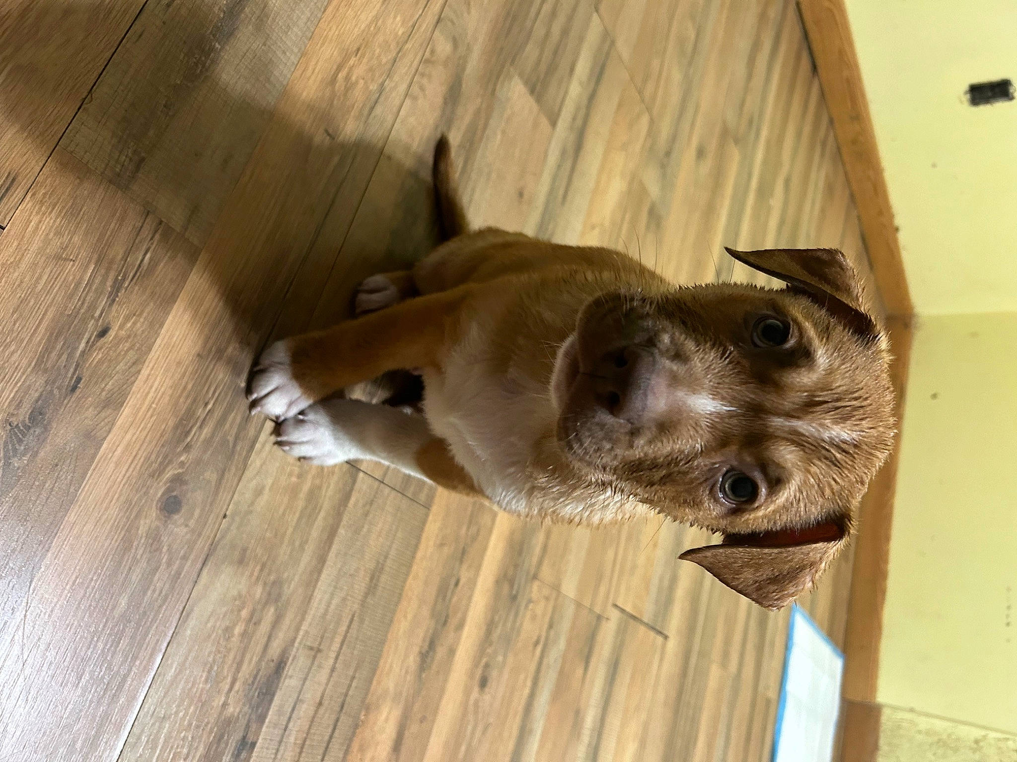 Arlo joined the competition — help win amazing prizes! canidae, carnivore, dog, dog_breed, fawn, flooring, hardwood, liver, plank, plywood, snout, sporting_group, tail, terrestrial_animal, varnish, wood, wood_flooring, wood_stain, working_animal