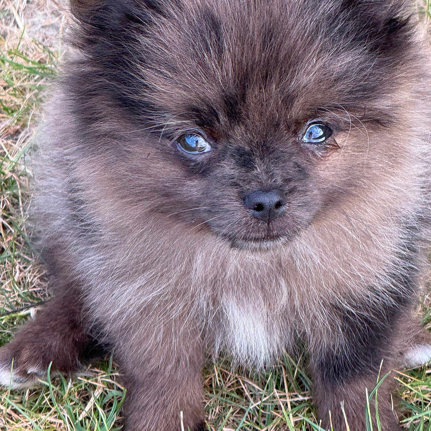 Alba a rejoint le concours — aidez-le/la à gagner de superbes lots ! adorable, animal, brown, canine, closeup, cute, dog, eyes, face, fluffy, fur, grass, nature, outdoor, pet, portrait, puppy, sitting, small, young