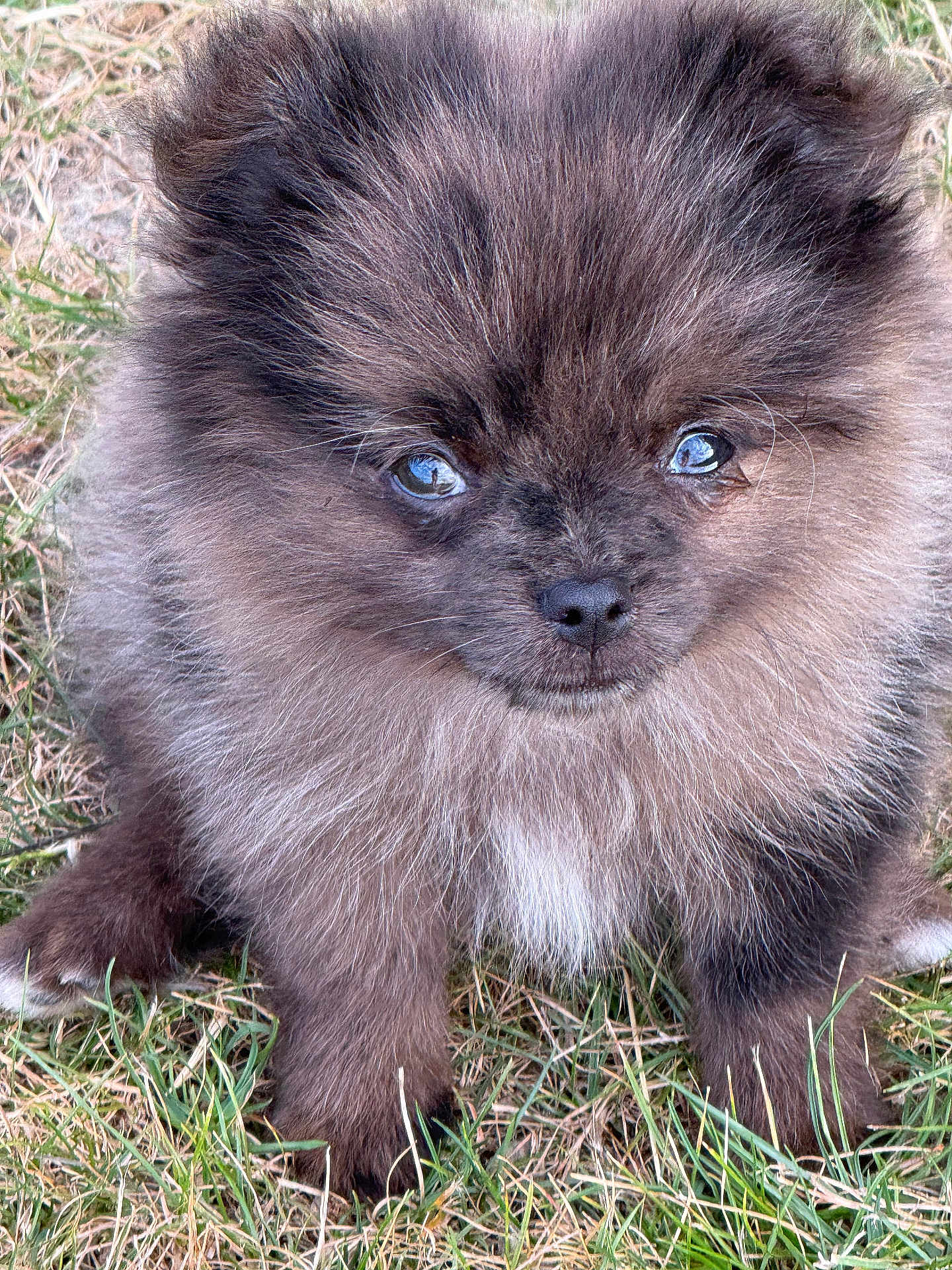 Alba a rejoint le concours — aidez-le/la à gagner de superbes lots ! puppy, dog, fluffy, grass, outdoor, cute, pet, animal, fur, young, adorable, small, brown, eyes, face, sitting, nature, portrait, canine, closeup