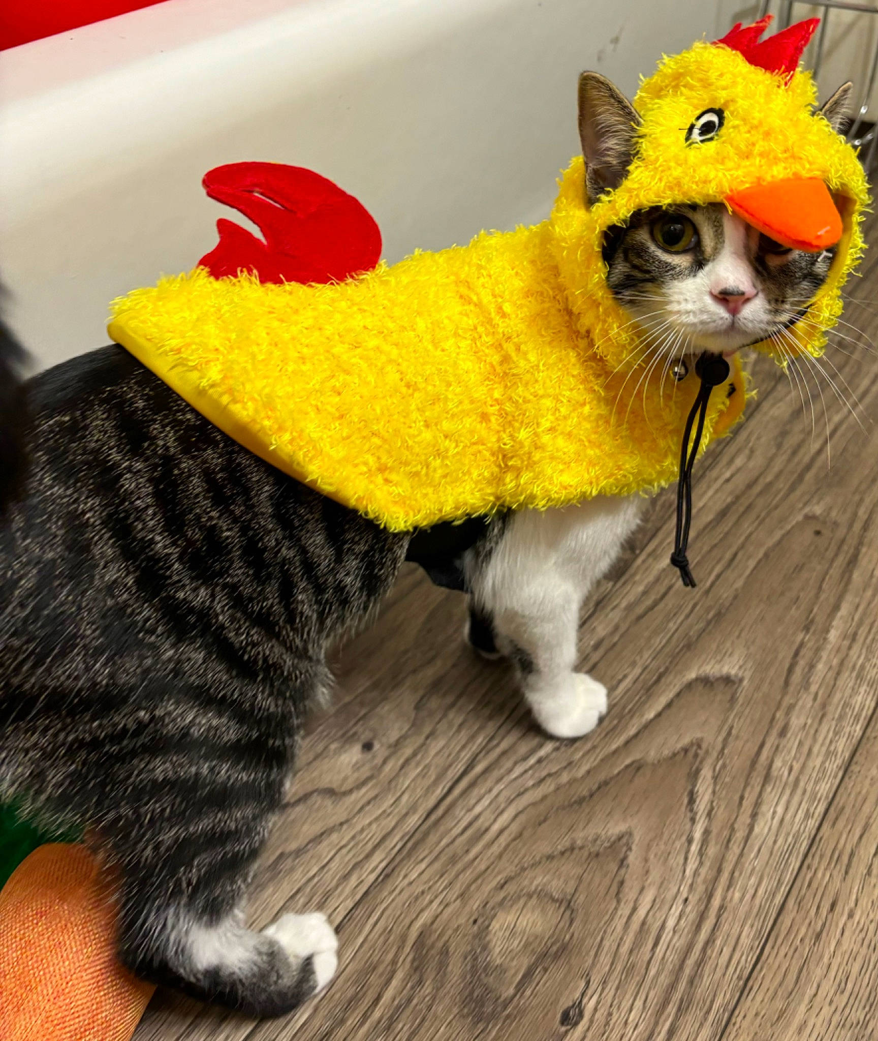 Cookie is registered to the contest to win money with this photo: art, cap, carnivore, cat, creative_arts, fawn, felidae, flooring, fur, plush, small_to_medium_sized_cats, snout, stuffed_toy, tail, thread, toy, whiskers, wood, wool, woolen