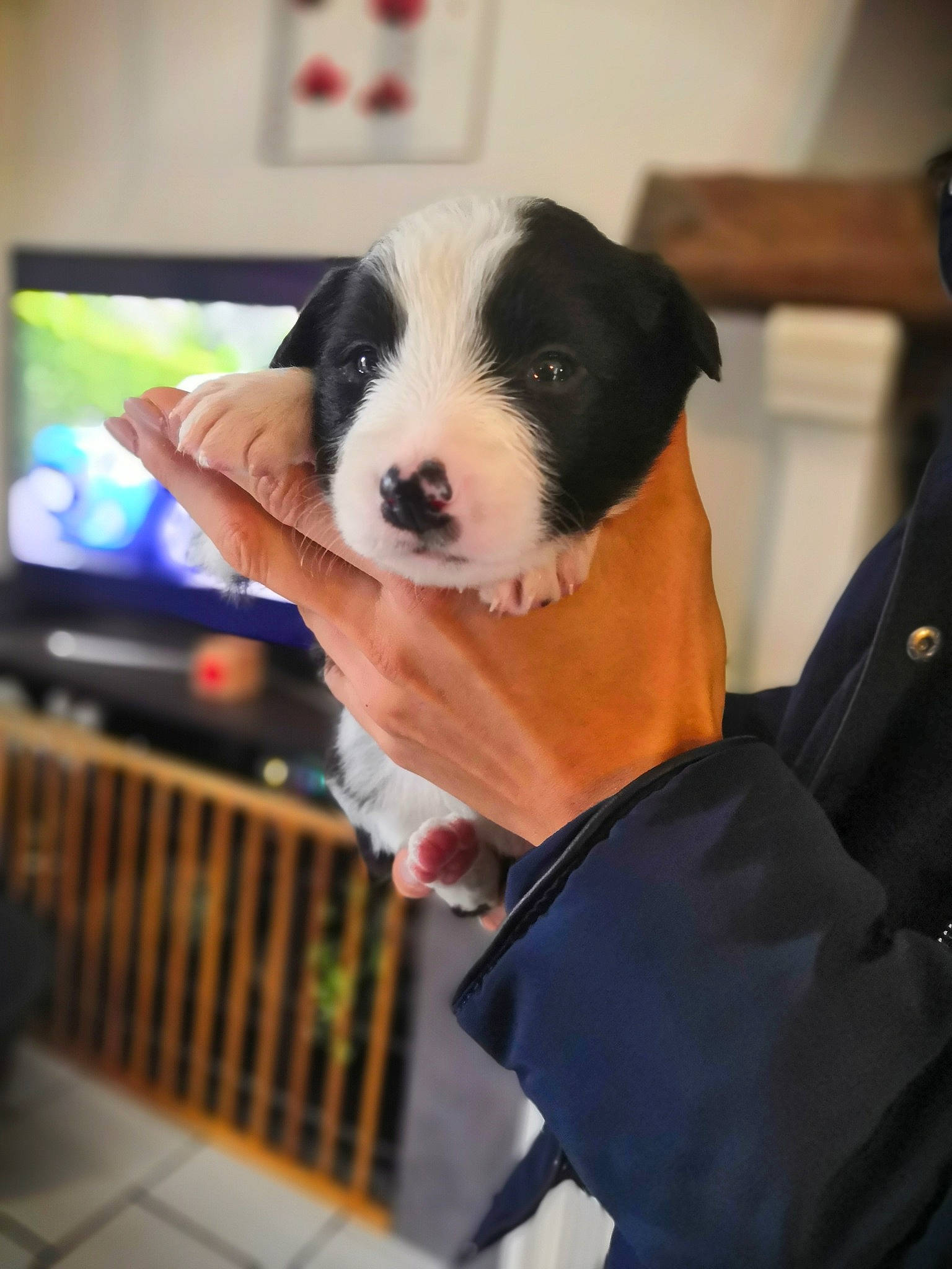 Rider a rejoint le concours — aidez-le/la à gagner de superbes lots ! border_collie, canidae, carnivore, companion_dog, dog, dog_breed, mammal, puppy, sporting_group, vertebrate, working_dog