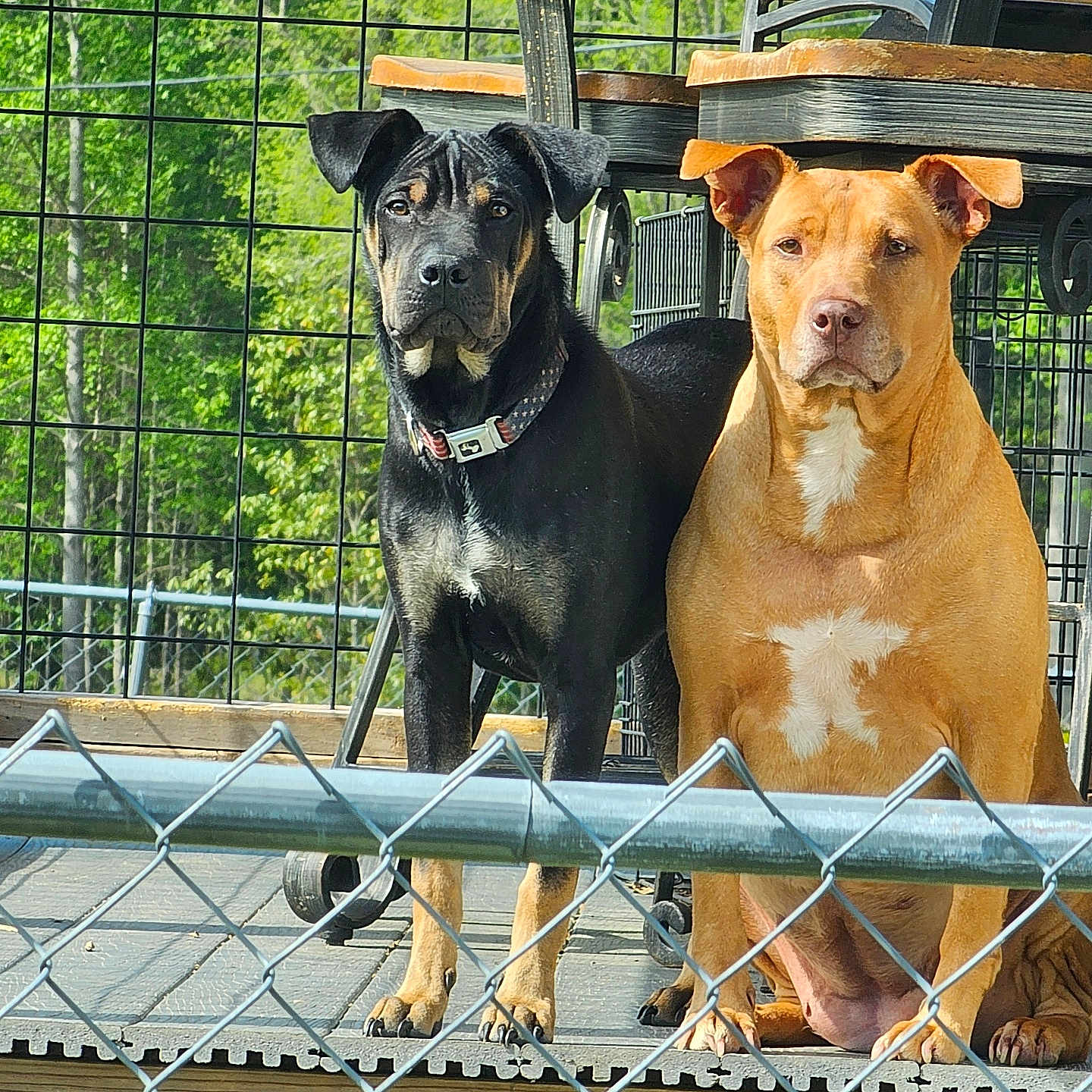 Hardy Jojo joined the competition — help win amazing prizes! animal, architecture, backyard, boxer, building, bulldog, canine, den, dog, doghouse, fence, hound, indoors, nature, outdoors, pet, pitbull, shelter, wood, yard