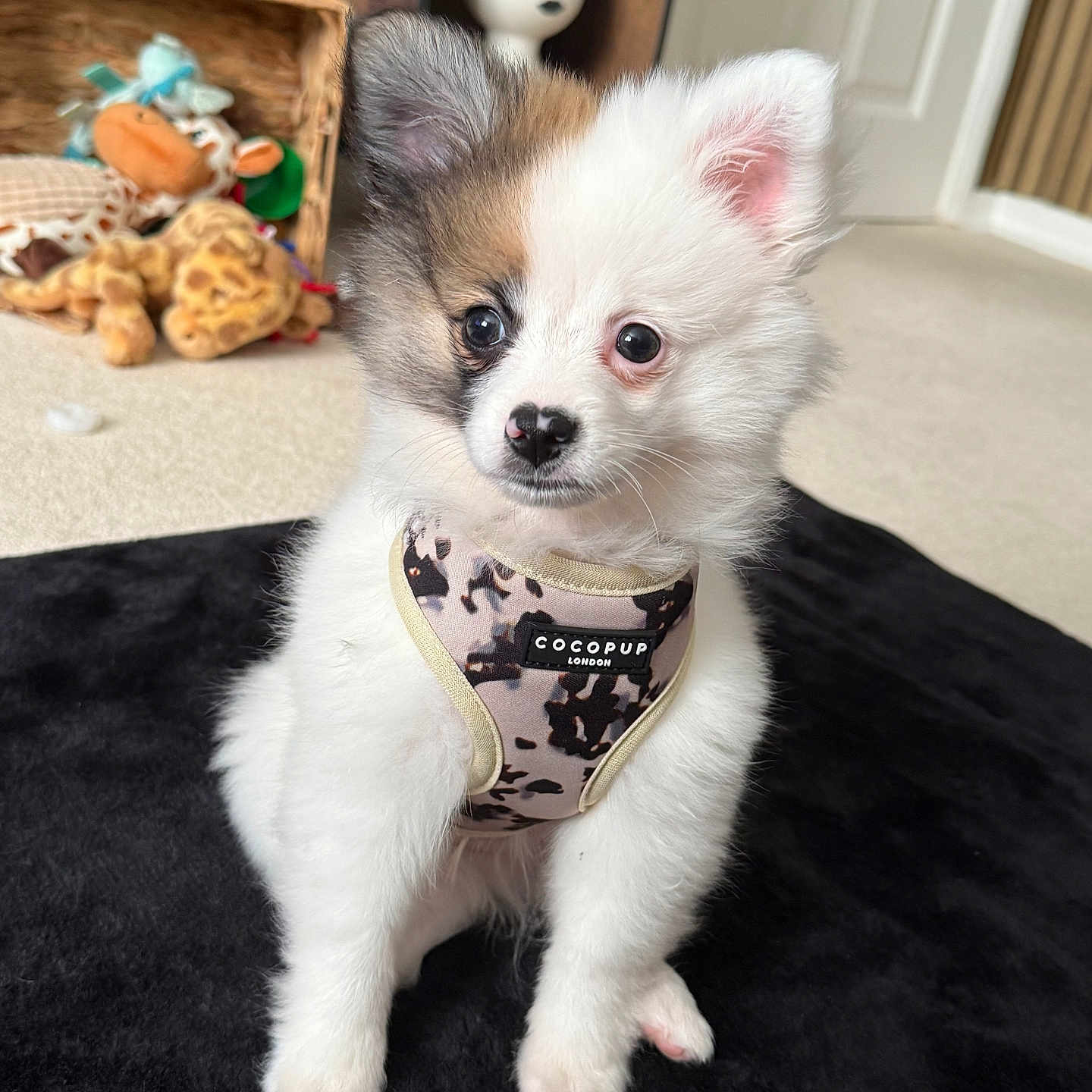 Loki is registered to the contest to win money with this photo: animal, canine, cockerspaniel, dog, eskimodog, face, head, papillon, person, pet, puppy, whitedog
