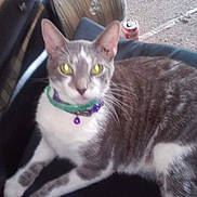 Smokey is registered to the contest to win money with this photo: animal, black_chair, can, carpet, cat, chair, collar, domestic_cat, ears, feline, fur, gray_cat, household, indoor, pet, purple_bell, resting, sitting, whiskers, white_cat