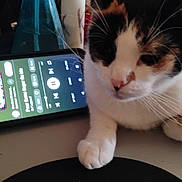 Trixie is registered to the contest to win money with this photo: blurred_background, calico, cat, close_up, curious, domestic_animal, electronics, feline, household, indoor, music_player, paw, pet, resting, screen, sleepy, smartphone, table, technology, whiskers
