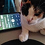 blurred_background, calico, cat, close_up, curious, domestic_animal, electronics, feline, household, indoor, music_player, paw, pet, resting, screen, sleepy, smartphone, table, technology, whiskers