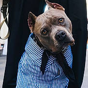 Stevie Knicks joined the competition — help win amazing prizes! animal, black_shoes, black_tie, clothing, cute, dog, fashion, head_tilt, leash, legs, obedient, outdoor, pants, person, pet, portrait, shirt, shoes, street, striped