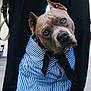 animal, black_shoes, black_tie, clothing, cute, dog, fashion, head_tilt, leash, legs, obedient, outdoor, pants, person, pet, portrait, shirt, shoes, street, striped