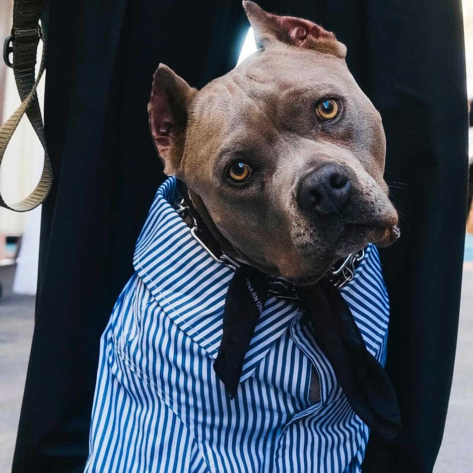 Stevie Knicks joined the competition — help win amazing prizes! animal, black_shoes, black_tie, clothing, cute, dog, fashion, head_tilt, leash, legs, obedient, outdoor, pants, person, pet, portrait, shirt, shoes, street, striped