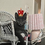 Misty joined the competition — help win amazing prizes! cat, kitten, gray_cat, crown, wicker_chair, indoor, lamp, table, furniture, pet, animal, cute, small_chair, decor, relaxed, home, domestic, portrait, feline, resting