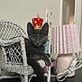 cat, kitten, gray_cat, crown, wicker_chair, indoor, lamp, table, furniture, pet, animal, cute, small_chair, decor, relaxed, home, domestic, portrait, feline, resting