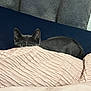 cat, gray_cat, blanket, pink_blanket, curtain, patterned_curtain, bed, cozy, indoor, peeking, wide_eyes, feline, fur, cute, pet, hiding, resting, soft_texture, curled_up, quiet