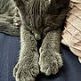 cat, gray_cat, sleeping, paws, close_up, indoor, pet, feline, resting, cozy, fur, whiskers, relaxed, cute, animal, bedroom, pillow, soft, domestic_cat, nap