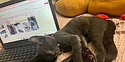 Misty is registered to the contest to win money with this photo: cat, sleeping, laptop, presentation, plush_toys, bed, keyboard, gray_cat, indoor, resting, pet, collar, technology, cute, relaxing, cozy, screen, animal, soft, home