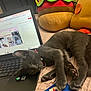 cat, sleeping, laptop, presentation, plush_toys, bed, keyboard, gray_cat, indoor, resting, pet, collar, technology, cute, relaxing, cozy, screen, animal, soft, home
