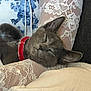 cat, sleeping, gray_cat, red_collar, lace_sleeve, blue_flower_pattern, arm, cozy, resting, pet, fur, domestic_animal, closeup, indoor, relaxation, comfort, human, cuddle, soft_texture, nap